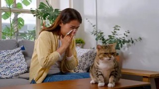 Akıllı mamalar, kedi alerjilerini ortadan kaldırabilir
