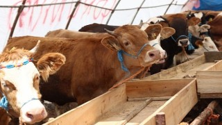 Çankaya Belediyesi Kurban Bayramına Hazır