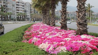 İzmir çiçek açtı
