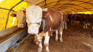 Keçiörende Kurban Pazarı Kuruldu, Satışlar Başladı