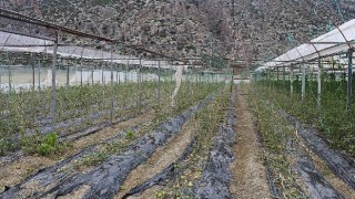 Korkuteli Kayabaşı hortum ve dolu vurdu