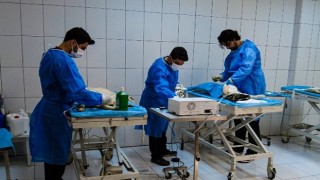 Van Büyükşehirin Hayvan Barınağı Sokak Hayvanlarına Şifa Dağıtıyor