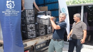 Kocaeli de üreticilere 118 bin çilek fidesi dağıtıldı