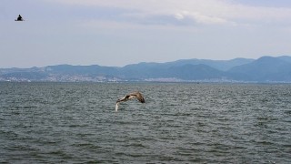 Yorgun martılar Karşıyakada emin ellerde!