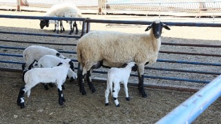 Aydın Büyükşehir Belediyesi&#39;nin Sakız Koyunu Çiftliğinde doğumlar devam ediyor