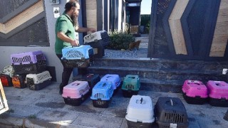 İzmirde mobil araçla kısırlaştırma hizmeti sürüyor