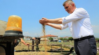 Gölcük belediyesi sosyal hizmet tarlasında bu kez yem bitkisi yetişecek