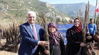 Muğla Büyükşehirden Üreticilere 151 Bin 780 Fidan Desteği