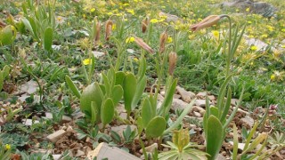 Anamurda yeni bir ters lale türü keşfedildi