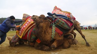 Bölgenin en büyük deve güreşi festivali 4 Şubatta Torbalıda