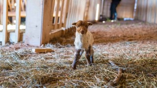 Kaçeli koyunlarının yeni evi Olivelo Yaşayan Parkı