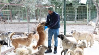 Burhaniye Belediyesi Can dostlarına Gözü gibi bakıyor
