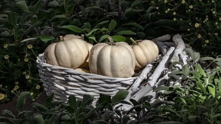 Hatay Beyaz Balkabağı, Metro Türkiye desteğiyle Coğrafi İşaret Tesciline Kavuştu