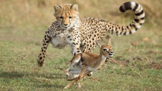 National Geographic NOW Seç-İzle Servisi Mart Ayında Yırtıcılar Yılanlar Tehlikeli Yollar ve Mega Mühendislikin En Heyecanlı Bölümleriyle Dikkat Çekiyor!