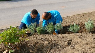 Büyükşehir, refüjleri ağaçlandırıyor