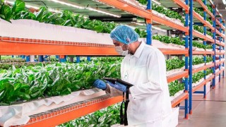 Emirates Flight Catering, dünyanın en büyük kapalı dikey çiftliği Bustanicayı satın aldı