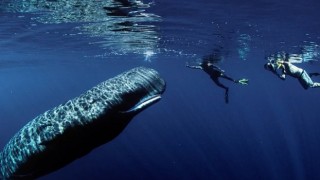 National Geographic NOW Seç-İzle Servisi Nisan Ayında Dünya Gününü Kutluyor!