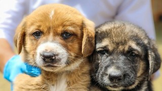 Buca Belediyesinden vicdani hamle “Yasayı Bekleme, Sahiplen!”