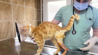 Canlarımıza İyi Bakıyor ve Onları Tedavi Ediyoruz