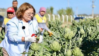 Didim Belediye Başkanı Hatice Gençay, Didim Belediyesine ait tarlada yetiştirilen enginarların hasadına katıldı