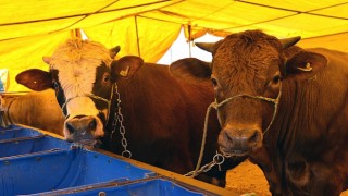 Kurban Bayramı nedeniyle hazırlıklarına başlayan Çorlu Belediyesi, kurban satış başvuruları için kayıtlara başladı