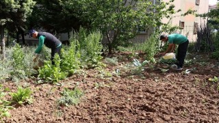 Sivrisinekler durgun sularda ürer