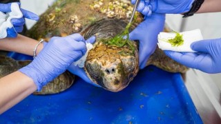 Körfez;deki yaralı Caretta caretta kurtarıldı
