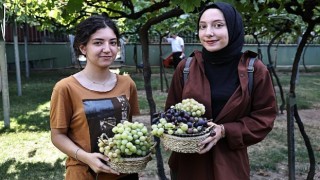 Bağcılarda bağ bozumu zamanı