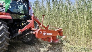 İzmirde İlk Defa İzinli ve Kontrollü Olarak Lif ve Tohum Üretimi Amacıyla Yetiştirilen Kenevirin Hasadı Gerçekleştirildi