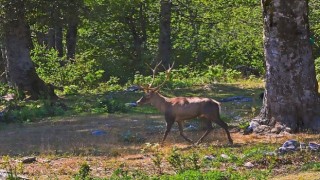 Ormanyada üretilen Kızıl Geyikler doğaya salınacak