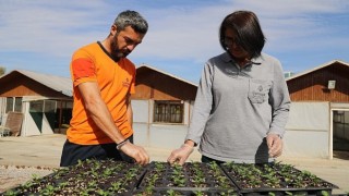 Çanserada Kışlık Çiçek Üretimi Başladı