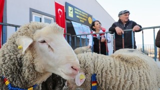 Aliağa Belediyesinden Üreticilere Koç Desteği