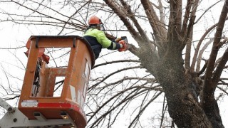 Konakta budanan ağaçlar yürekleri ısıtıyor