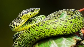 National Geographic NOW Seç-İzle Servisi nin Mart Ayı Teması