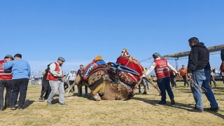 Torbalıda deve güreşi festivaline rekor katılım