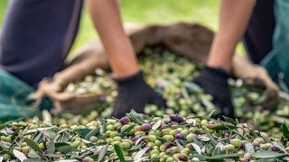 Zeytin ve zeytinyağı sektöründe verimlilik artıracak Avrupa Birliği Projesi