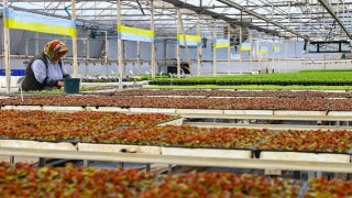 Antalyanın caddeleri baharda rengârenk olacak