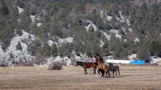 Büyükşehir yılkı atları için doğaya saman bıraktı