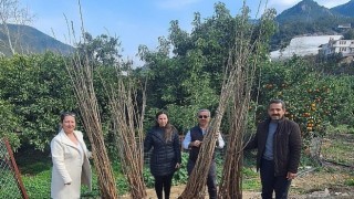 Büyükşehirden dut fidanı desteği