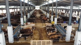 İnegöl Hayvan Pazarının Kotra İhale Tarihi Belli Oldu