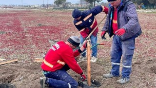 Kum Zambakları Koruma Altında