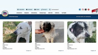 Sıcak Yuvalara Dijital Köprü: E-Pati Kemalpaşa