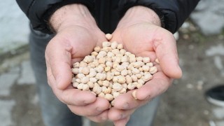 Urla Belediyesinden çiftçiye tohum desteği & Urlada tarıma can suyu