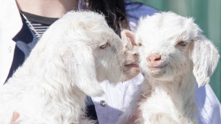 Doğal yaşam parkında yavru heyecanı