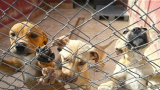 Karşıyaka yeni hayvan yaşam merkezine kavuşuyor