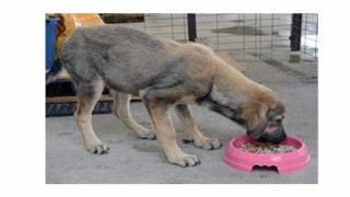 Atıklar mamaya, israf iyiliğe dönüşüyor