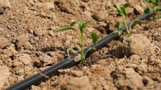 Ayvalıkta Tarımdan Sofraya Kadın Eli Değiyor