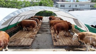 Bağcılarda kurban pazarının gözdesi “Şampiyon”