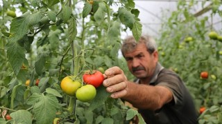 Büyükşehirden yüzde 50 hibeli sera desteği