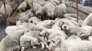 Çankaya Kurban Bayramına Hazır